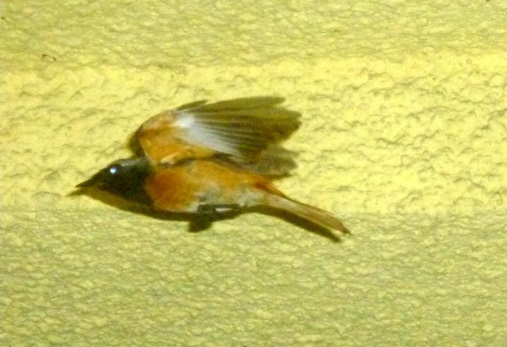 Kaczka